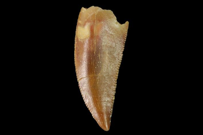 Serrated, Raptor Tooth - Real Dinosaur Tooth #158966